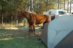 horse-camp